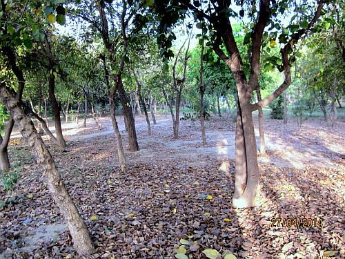 Leaves in Gurgaon